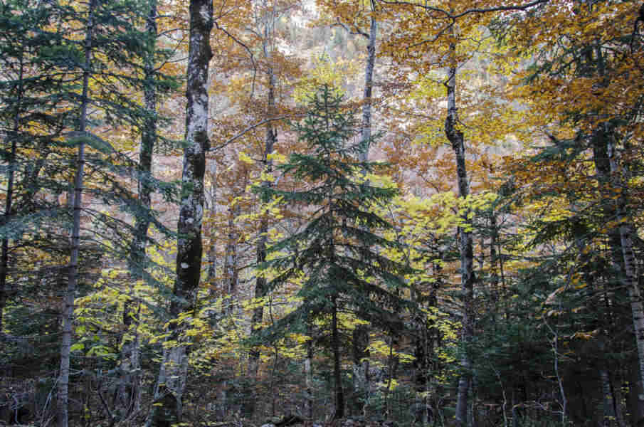 Huesca - parque nacional de Ordesa y Monte Perdido - valle de Ordesa 44 - bosque de hayas.jpg